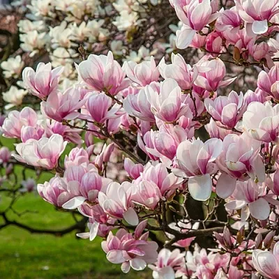 Магнолия  Магнолия в Набережных Челнах