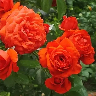 Саженцы роз МАЙНТАУЭР плетистая  Саженцы роз МАЙНТАУЭР плетистая в Набережных Челнах