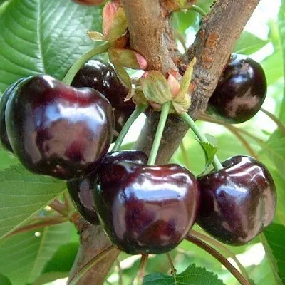 Черешня МУСКАТНАЯ  Черешня МУСКАТНАЯ в Набережных Челнах