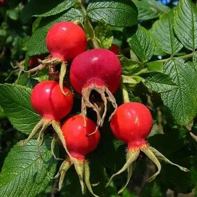 Шиповник ВИТАМИННЫЙ ВНИВИ  Шиповник ВИТАМИННЫЙ ВНИВИ в Набережных Челнах