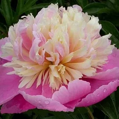 Пион ВЕСЕННЯЯ ПАЛИТРА травянистый  Пион ВЕСЕННЯЯ ПАЛИТРА травянистый в Набережных Челнах