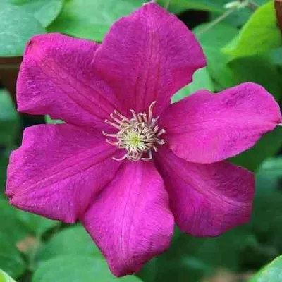 Клематис ЭРНЕСТ МАРКХАМ в Набережных Челнах