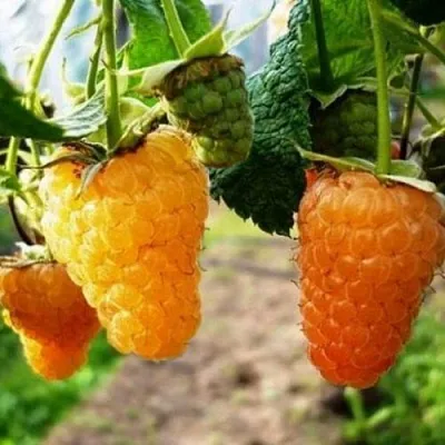 Малина ОРАНЖЕВОЕ ЧУДО  Малина ОРАНЖЕВОЕ ЧУДО в Набережных Челнах