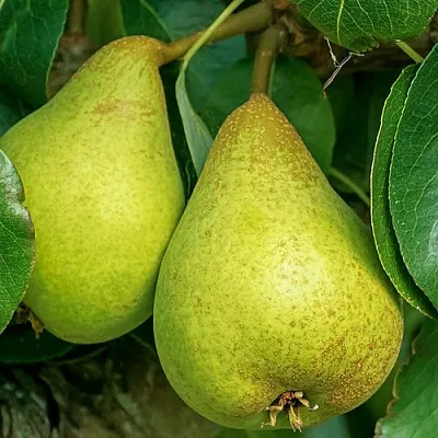 Груша Г-6 колонновидная  Груша Г-6 колонновидная в Набережных Челнах