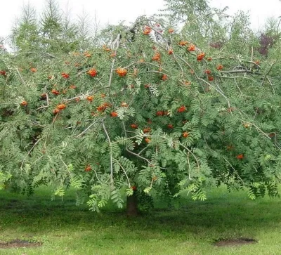 Рябина ПЛАКУЧАЯ сладкоплодная — описание сорта Рябина ПЛАКУЧАЯ сладкоплодная в Набережных Челнах