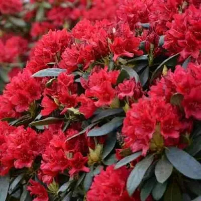 Рододендрон БУЗУКИ в Набережных Челнах