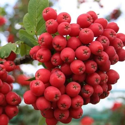 Рябина АЛАЯ КРУПНАЯ сладкоплодная  Рябина АЛАЯ КРУПНАЯ сладкоплодная в Набережных Челнах