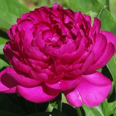 Пион БАРХАТ НОЧИ травянистый  Пион БАРХАТ НОЧИ травянистый в Набережных Челнах