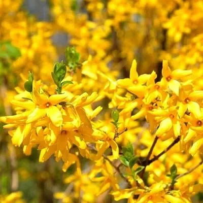 Форзиция  Форзиция в Набережных Челнах