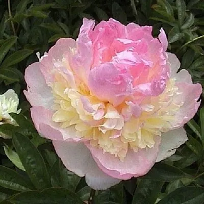 Пион РАСБЕРРИ САНДЕЙ травянистый  Пион РАСБЕРРИ САНДЕЙ травянистый в Набережных Челнах