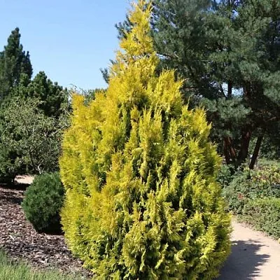 Туя СТОУНХАМ ГОЛД складчатая в Набережных Челнах