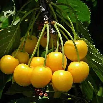 Черешня ЧЕРМАШНАЯ  Черешня ЧЕРМАШНАЯ в Набережных Челнах