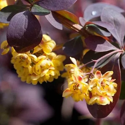 Барбарис  Барбарис в Набережных Челнах