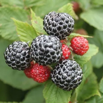 Саженцы малины ремонтантной  Кумберленд Саженцы малины ремонтантной  Кумберленд