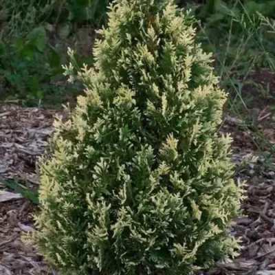 Туя БРАБАНТ ВАРИЕГАТТА западная — описание сорта Туя БРАБАНТ ВАРИЕГАТТА западная в Набережных Челнах