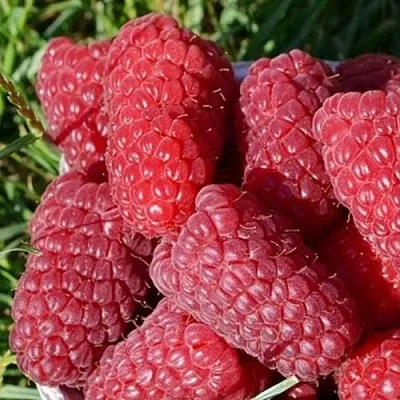 Малина САМОСВАЛ в Набережных Челнах