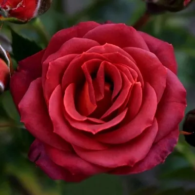 Саженцы роз ЧОКОЧИНО спрей  Саженцы роз ЧОКОЧИНО спрей в Набережных Челнах