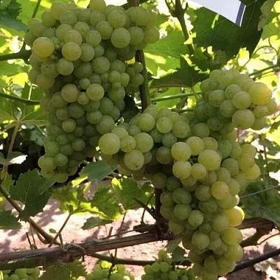 Виноград КИШМИШ 311  Виноград КИШМИШ 311 в Набережных Челнах