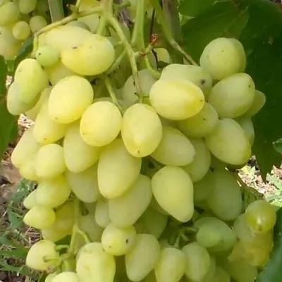 Виноград ЗАРНИЦА  Виноград ЗАРНИЦА в Набережных Челнах