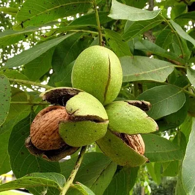 Грецкий орех  Грецкий орех в Набережных Челнах