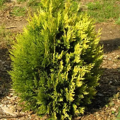 Туя КОППЕР ГОЛД западная в Набережных Челнах