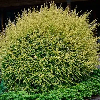 Жимолость  Жимолость в Набережных Челнах