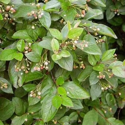 Кизильник блестящий в Набережных Челнах