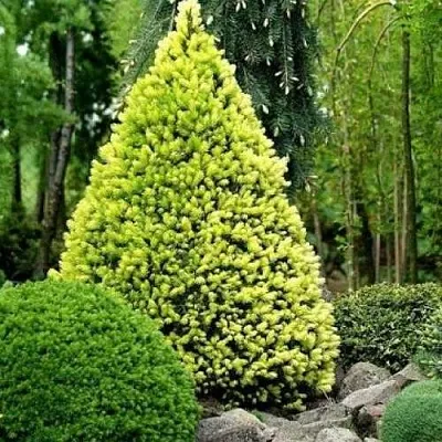 Ель РЕЙНБОУЗ ЭНД сизая  Ель РЕЙНБОУЗ ЭНД сизая в Набережных Челнах