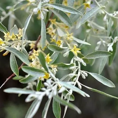 Лох  Лох в Набережных Челнах