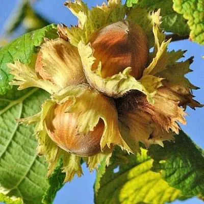 Фундук ТОНДА РОМАНА  Фундук ТОНДА РОМАНА в Набережных Челнах