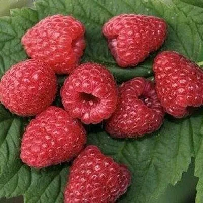 Малина ЗЮГАНА  Малина ЗЮГАНА в Набережных Челнах