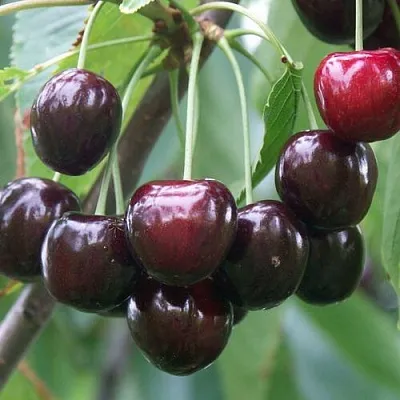 Черешня ЛЮБИМИЦА АСТАХОВА  Черешня ЛЮБИМИЦА АСТАХОВА в Набережных Челнах