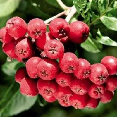 Рябина МОРАВСКАЯ сладкоплодная — описание сорта Рябина МОРАВСКАЯ сладкоплодная в Набережных Челнах