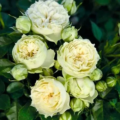 Саженцы роз БЛАНШЕТТ спрей  Саженцы роз БЛАНШЕТТ спрей в Набережных Челнах