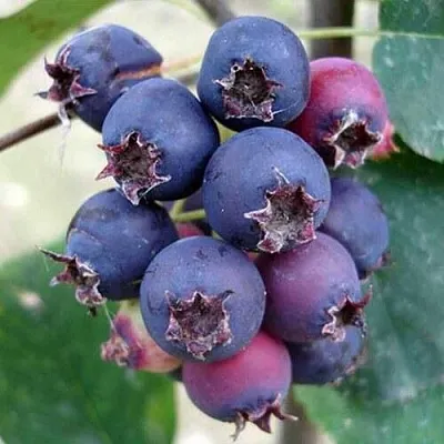 Ирга SLEYT  Ирга SLEYT в Набережных Челнах