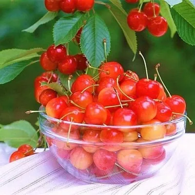 Черешня НАСЛАЖДЕНИЕ  Черешня НАСЛАЖДЕНИЕ в Набережных Челнах