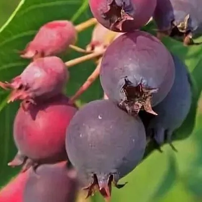 Ирга MANDAN  Ирга MANDAN в Набережных Челнах