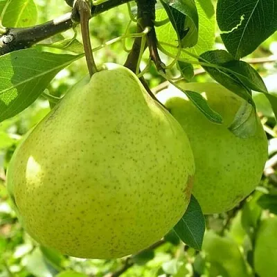 Груша ДАЛИКОР колонновидная  Груша ДАЛИКОР колонновидная в Набережных Челнах