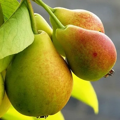 Груша  Груша в Набережных Челнах