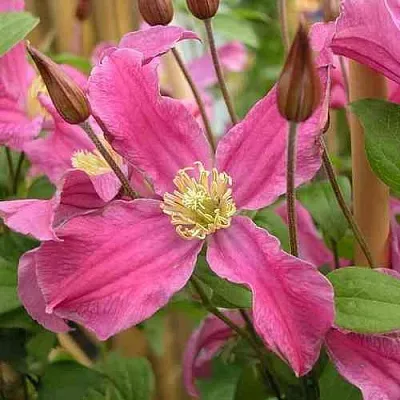 Клематис ИНСПИРЕЙШН ЗОЙН в Набережных Челнах