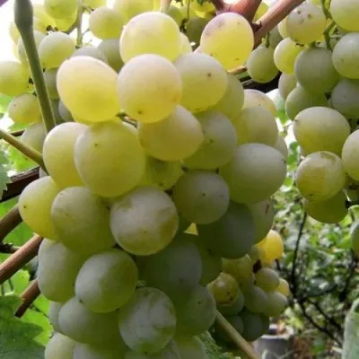 Виноград ТАЛИСМАН в Набережных Челнах