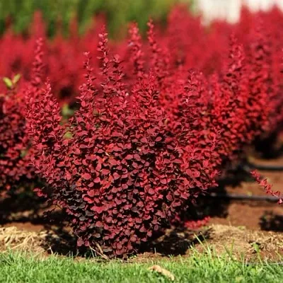 Барбарис ОРАНЖ РОКЕТ тунберга в Набережных Челнах