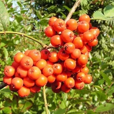 Рябина КОНЦЕНТРА сладкоплодная  Рябина КОНЦЕНТРА сладкоплодная в Набережных Челнах