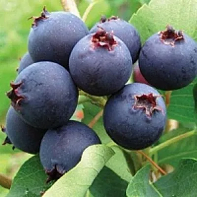 Ирга  Ирга в Набережных Челнах