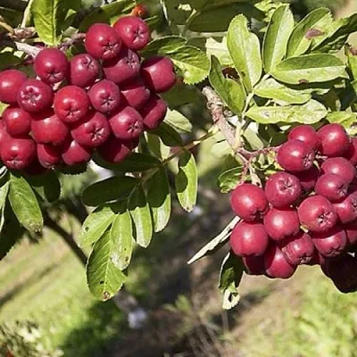 Рябина БУРКА сладкоплодная  Рябина БУРКА сладкоплодная в Набережных Челнах