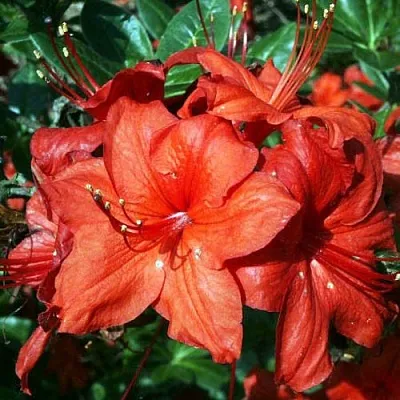 Азалия ДОЛОРОСО листопадная  Азалия ДОЛОРОСО листопадная в Набережных Челнах