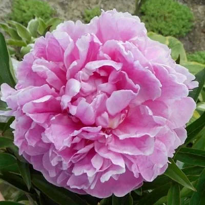 Пион РИМ травянистый  Пион РИМ травянистый в Набережных Челнах