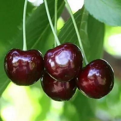 Черешня ЛЕНИНГРАДСКАЯ ЧЁРНАЯ  Черешня ЛЕНИНГРАДСКАЯ ЧЁРНАЯ в Набережных Челнах