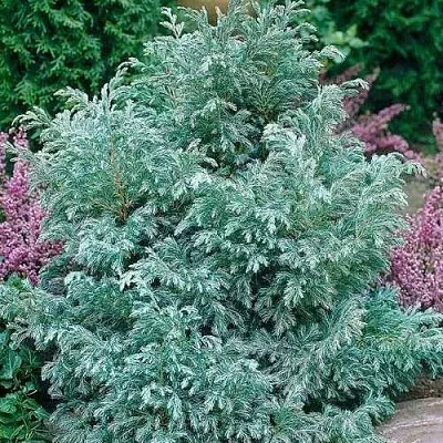 Кипарисовик БУЛЕВАРД горохоплодный  Кипарисовик БУЛЕВАРД горохоплодный в Набережных Челнах