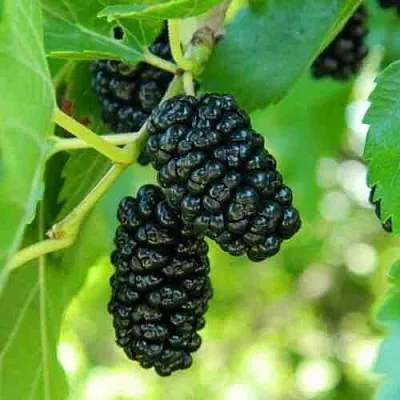 Шелковица  Шелковица в Набережных Челнах